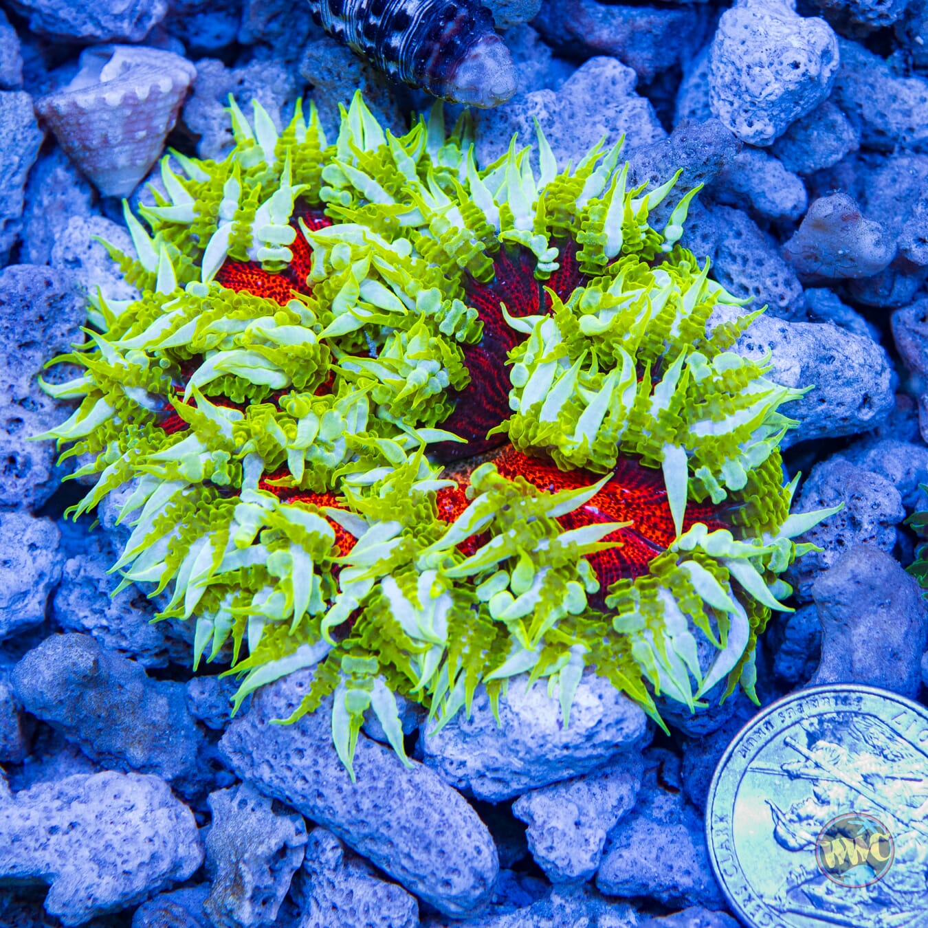 Burning Sun Flower Anemone - Daylight Photo