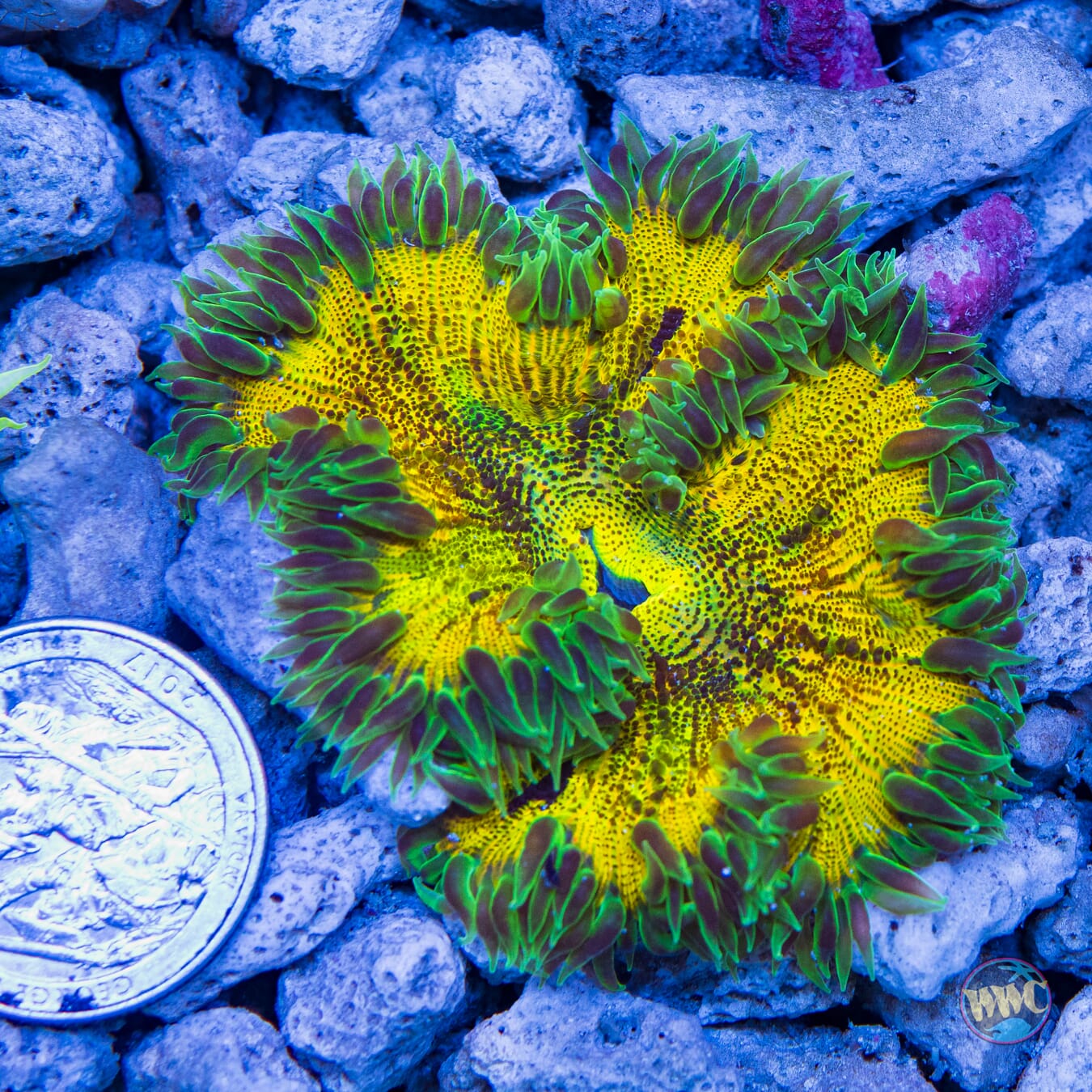 Molten Gold Flower Anemone - Daylight Photo