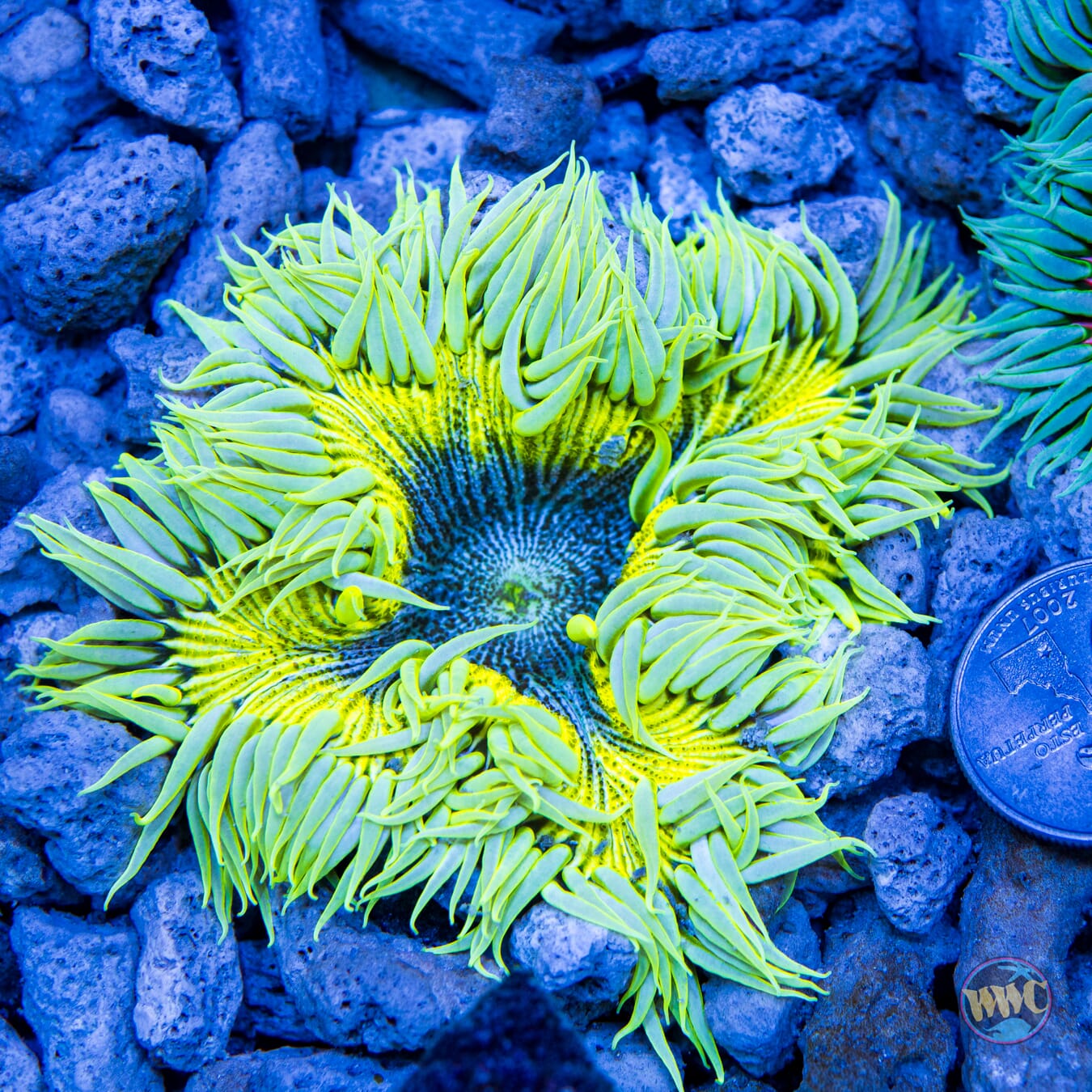 Lemon Ice Flower Anemone - Daylight Photo