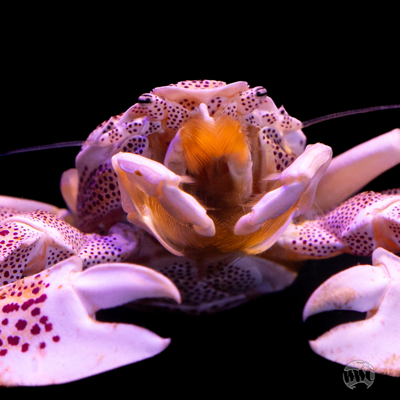 Anemone Crab