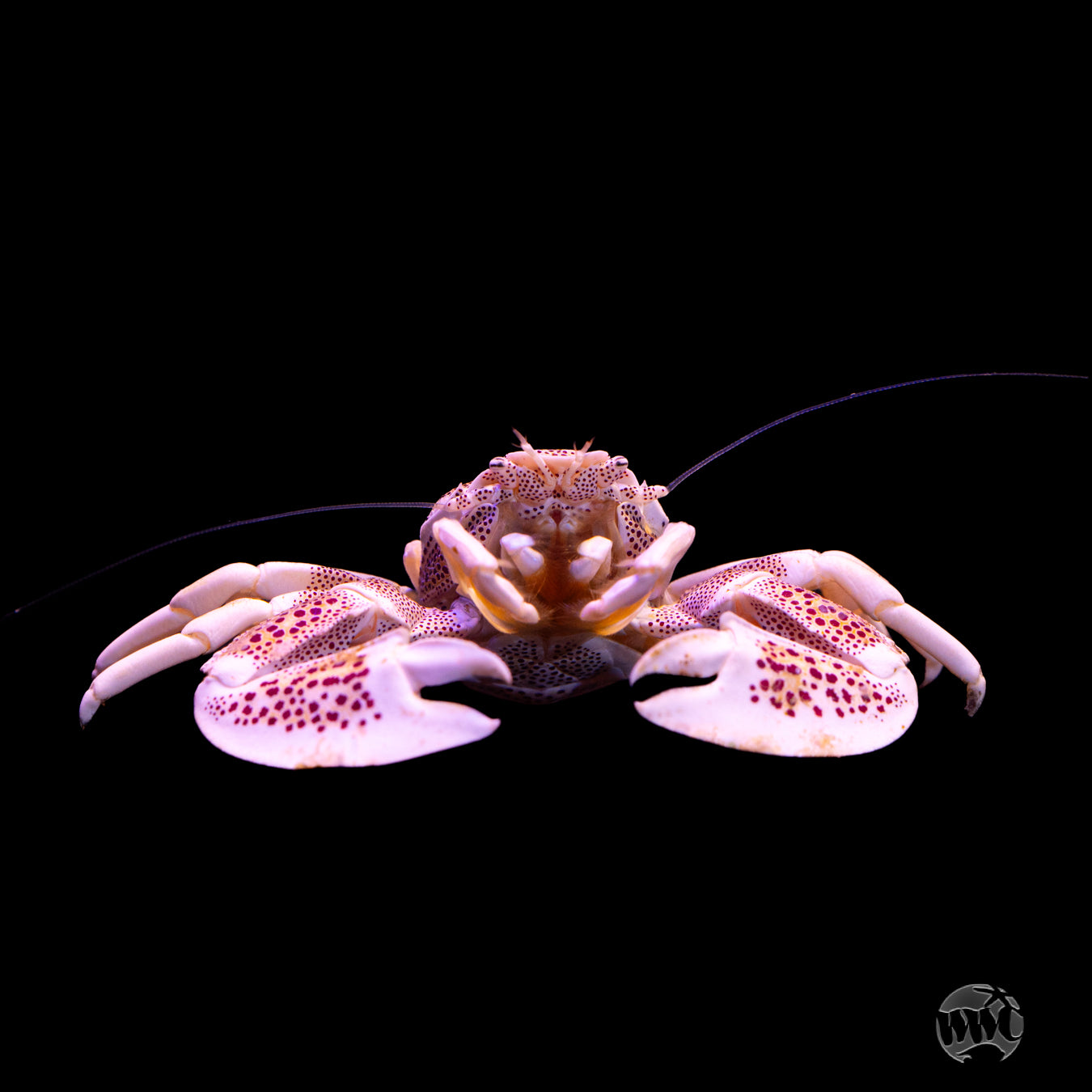 Anemone Crab