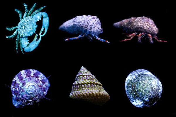 World Wide Corals
