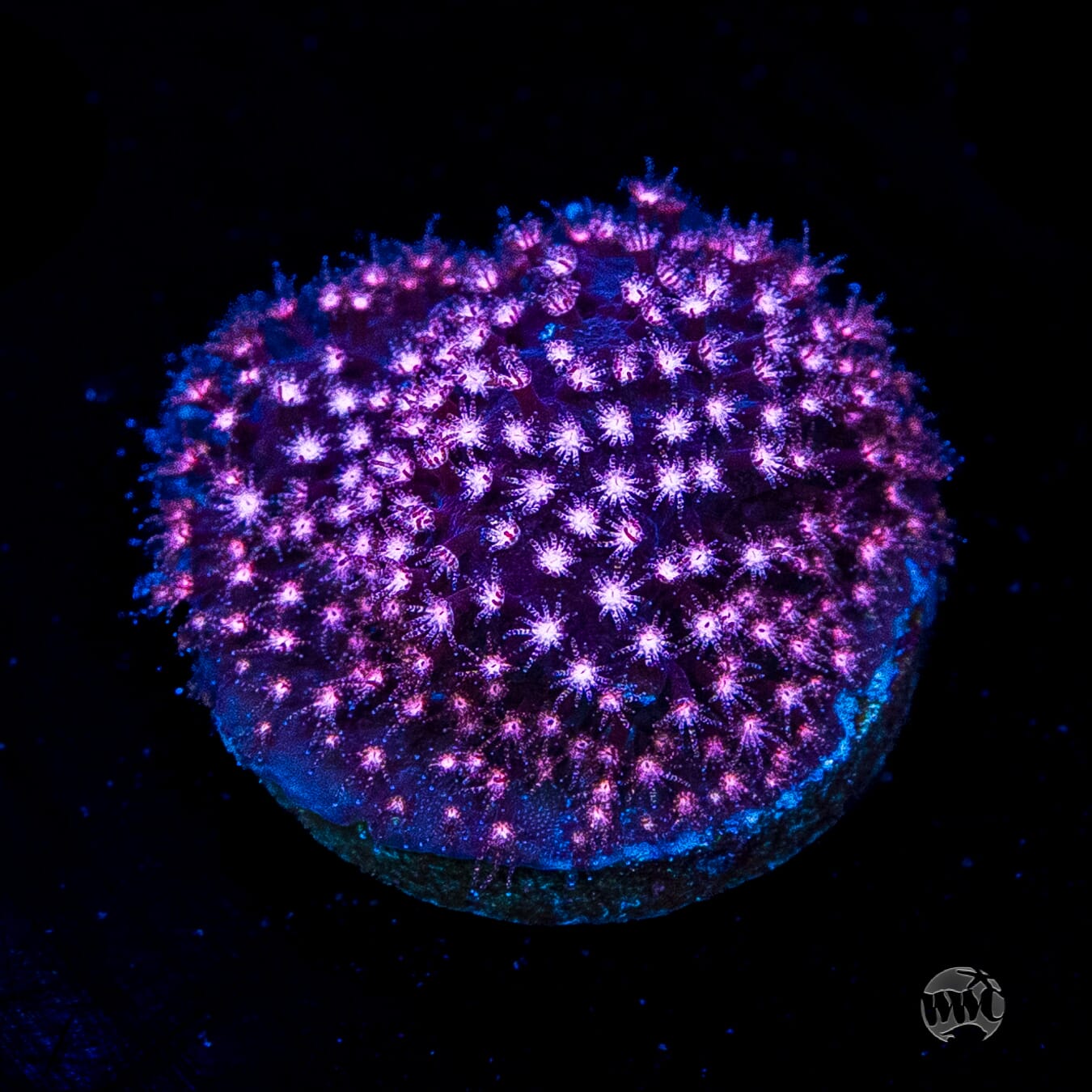 JC Pink Polyp Stylocoeniella Coral