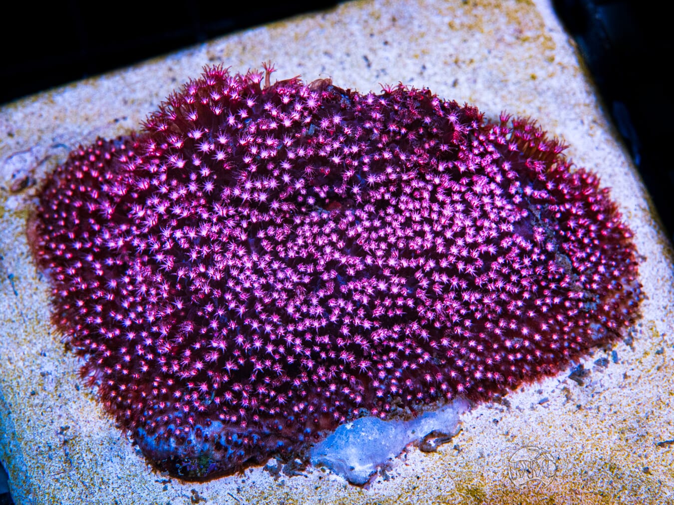 JC Pink Polyp Stylocoeniella Coral