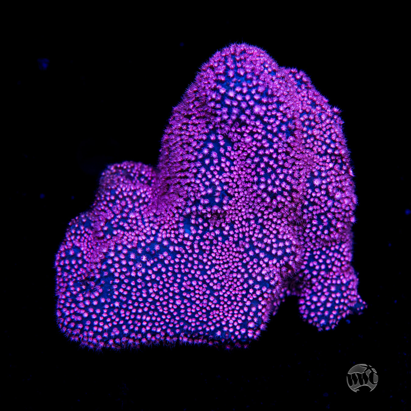 JC Pink Polyp Stylocoeniella Coral