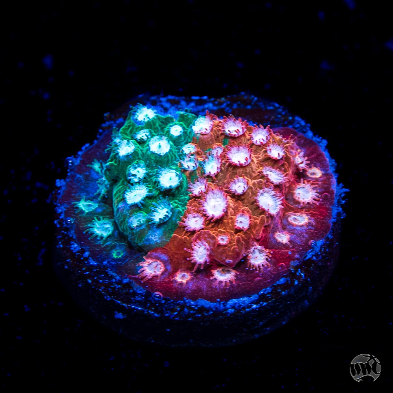Jason Fox Fender Bender Cyphastrea Coral
