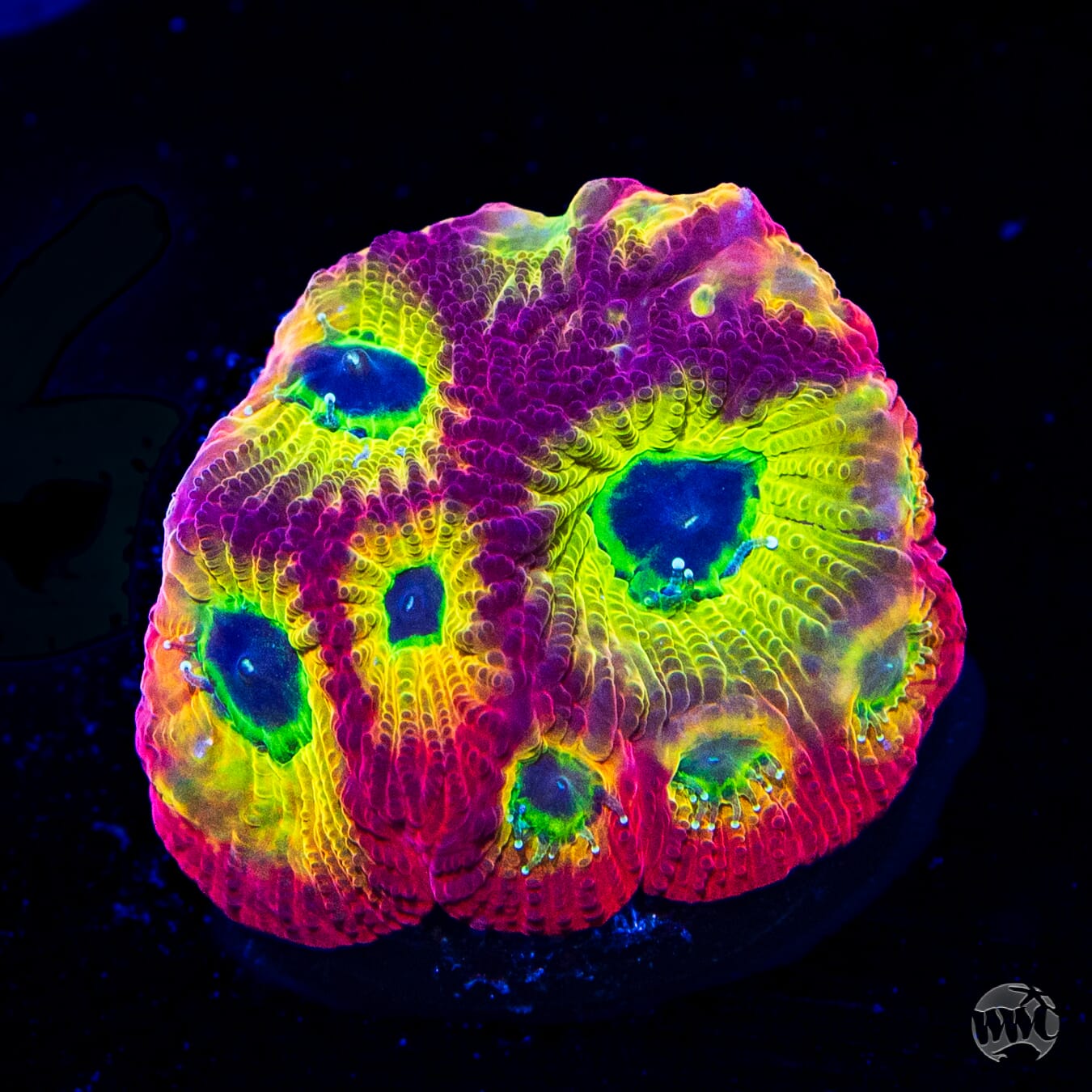 Jason Fox Sector 001 Favites Coral