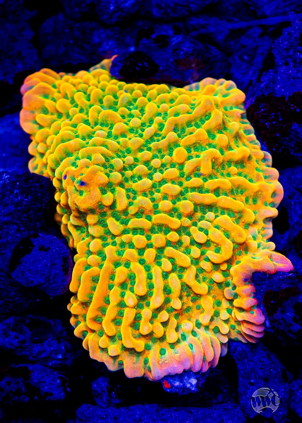 Jason Fox Beach Bum Montipora - Mother Colony Photo
