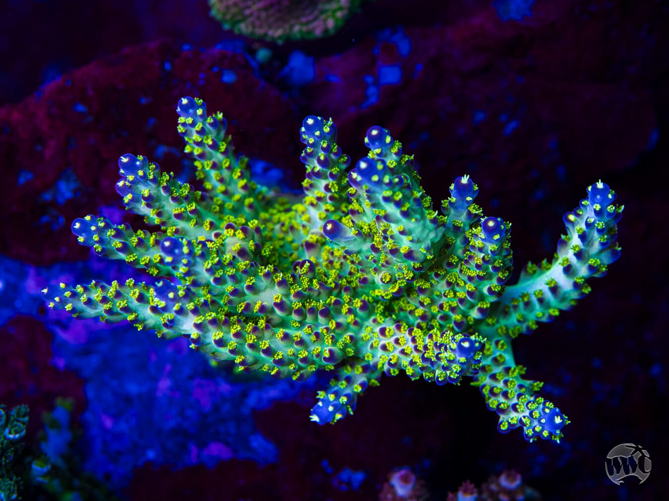Jason Fox Fantasy Island Acropora - Mother Colony Photo