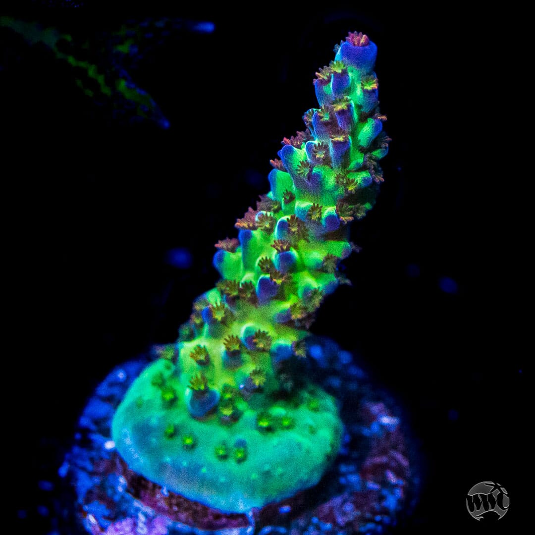 JKR Rainbow Acropora