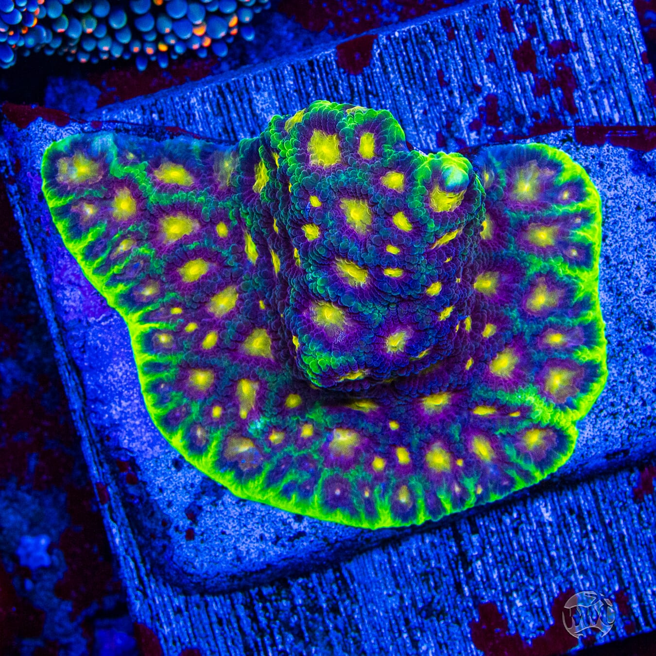 Jason Fox Alien Anti Venom Favites - Mother Colony