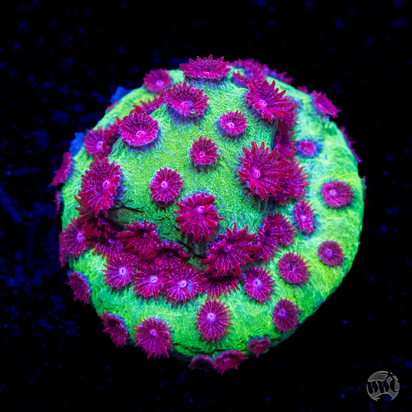 Jason Fox Alien Pox Cyphastrea Coral