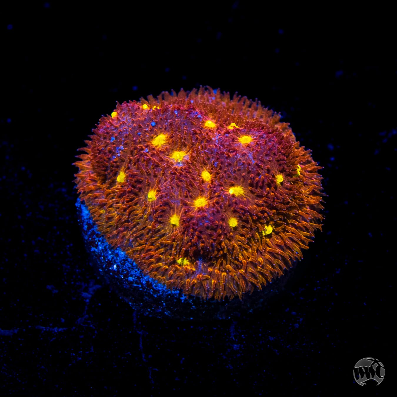 Jason Fox Autumn Harvest Psammocora Coral