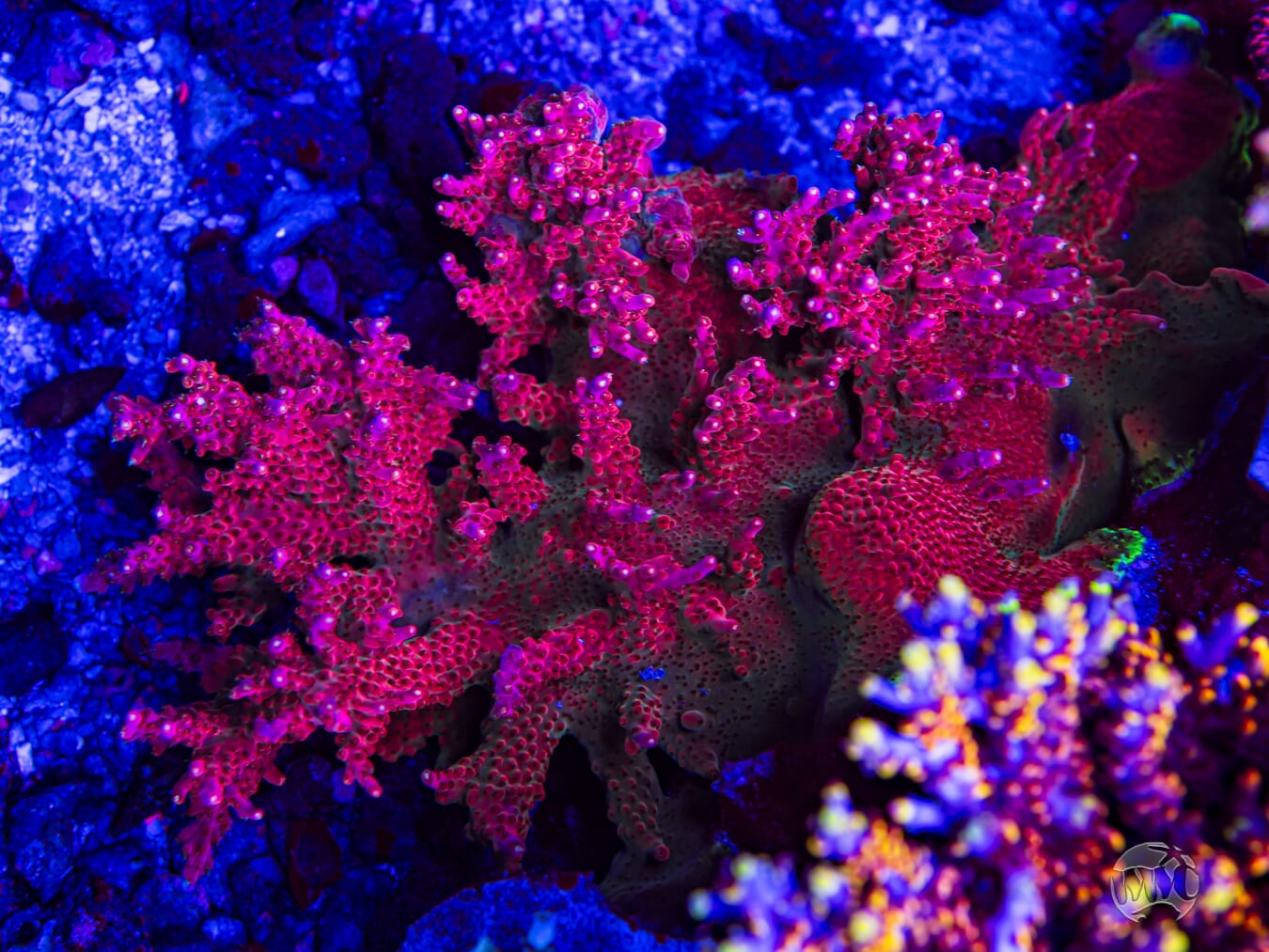 Jason Fox B33 Bomber Acropora