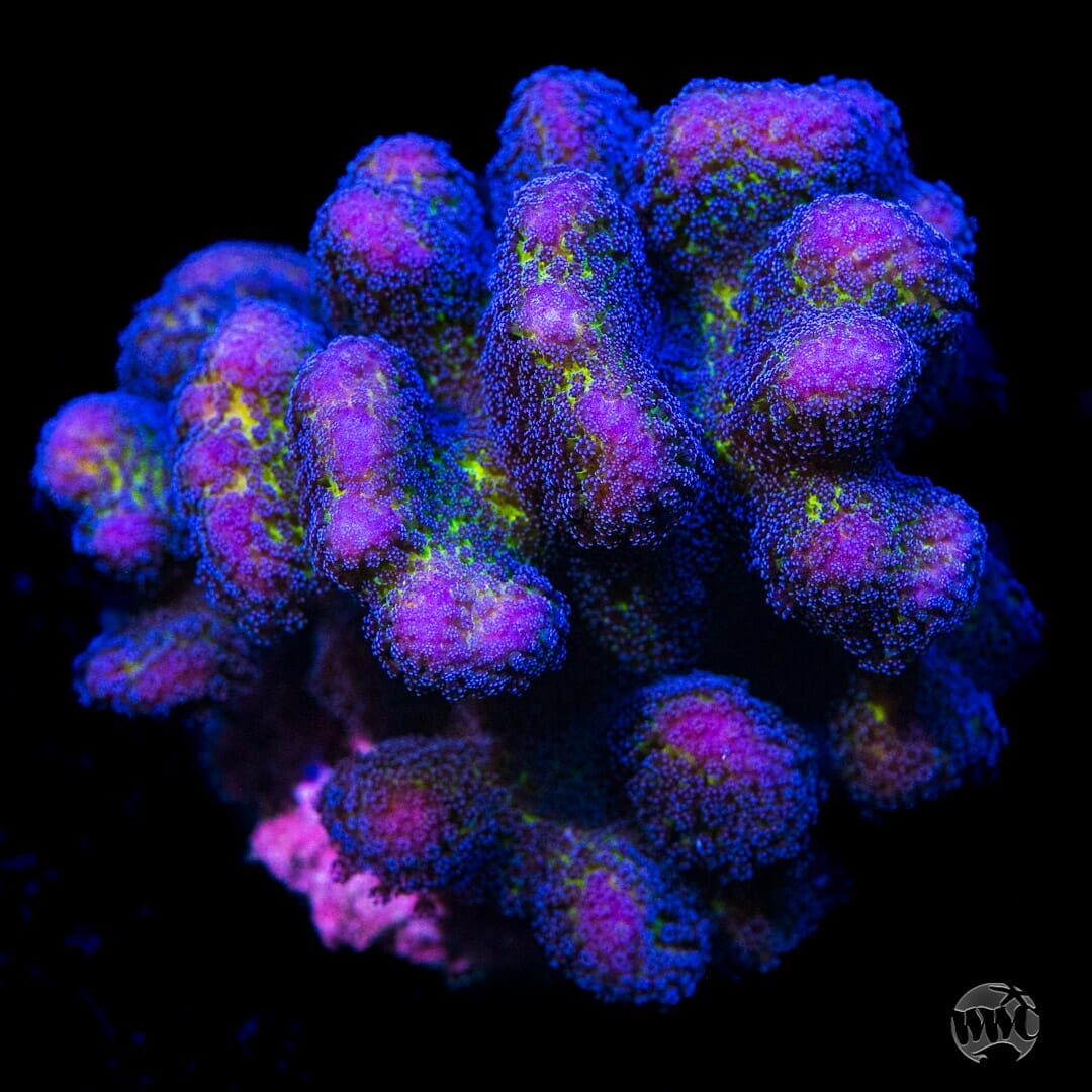 Jason Fox Bug Out Stylophora - Mother Colony