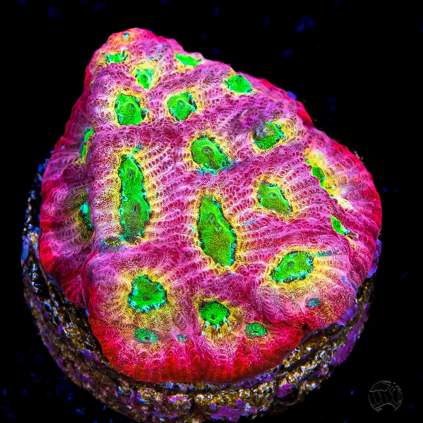 Jason Fox Dayglo Favites Coral