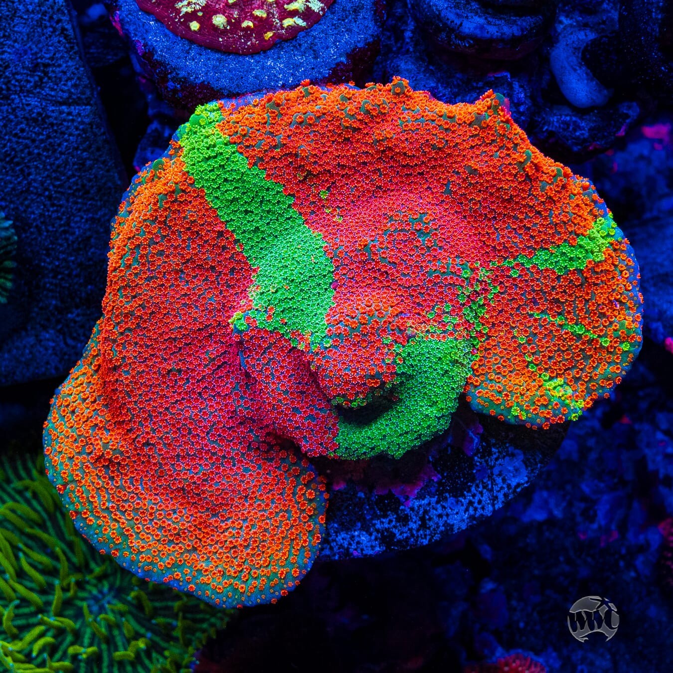 Jason Fox Dizzy Spell Montipora - Mother Colony