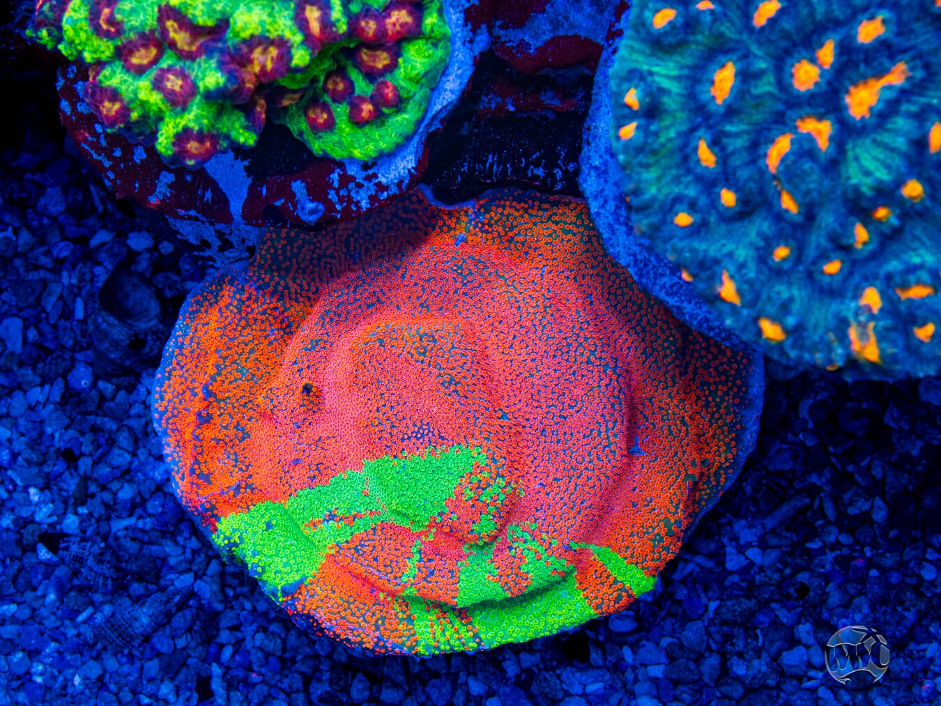 Jason Fox Dizzy Spell Montipora - Mother Colony Photo