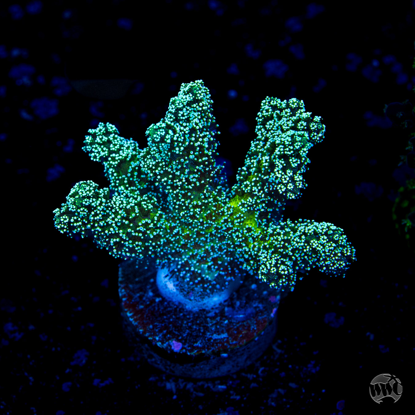 Jason Fox Enchanted Forest Birdsnest Coral