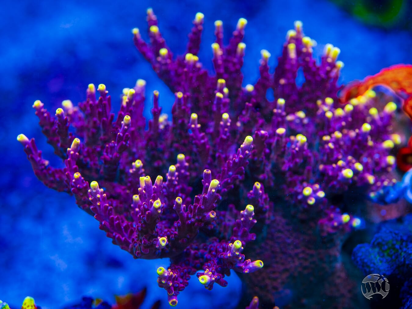 Jason Fox Fox Flame Acropora - Mother Colony Photo