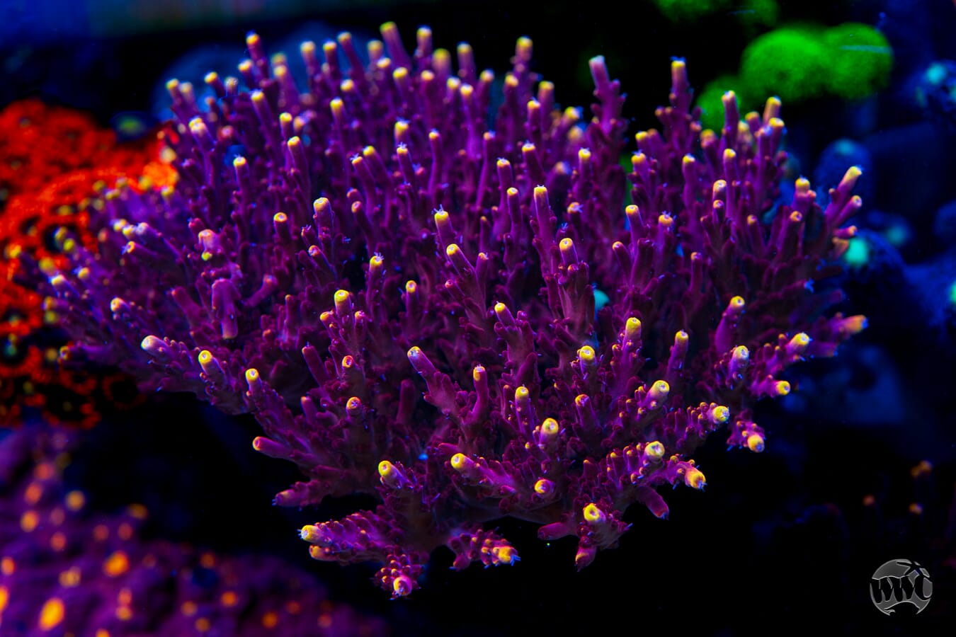 Jason Fox Fox Flame Acropora - Mother Colony