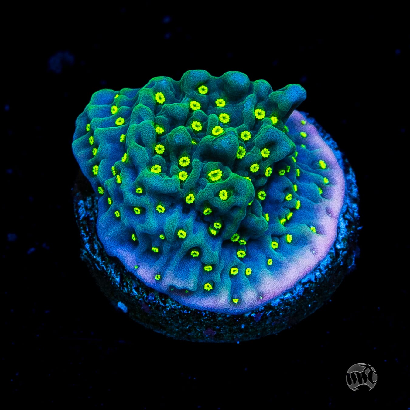 Jason Fox Frankies Hot Pink Rim Montipora Coral