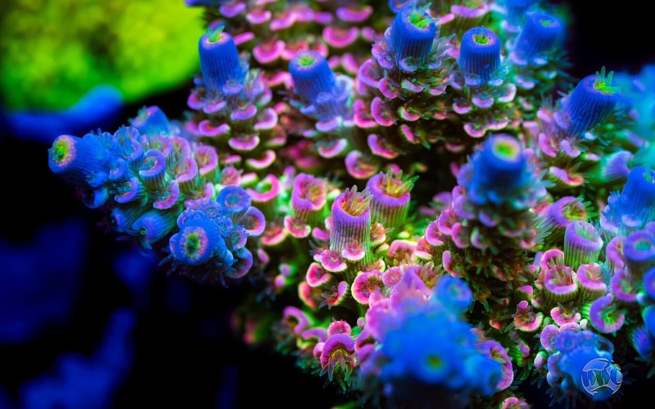 Jason Fox Homewrecker Tenuis Acropora - Mother Colony Photo