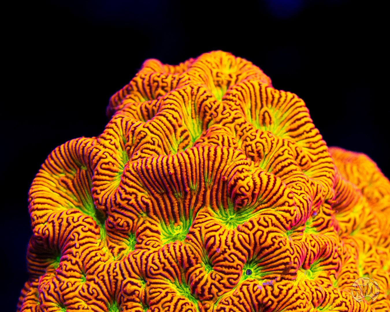 Jason Fox Jack-O-Lantern Leptoseris Coral | World Wide Corals