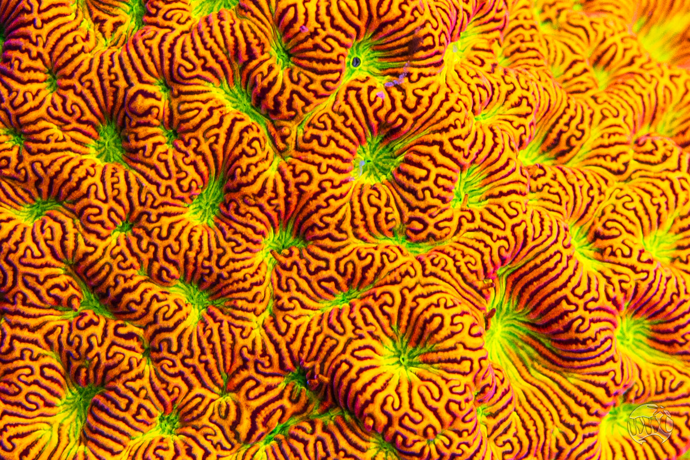 Jason Fox Jack-O-Lantern Leptoseris Coral