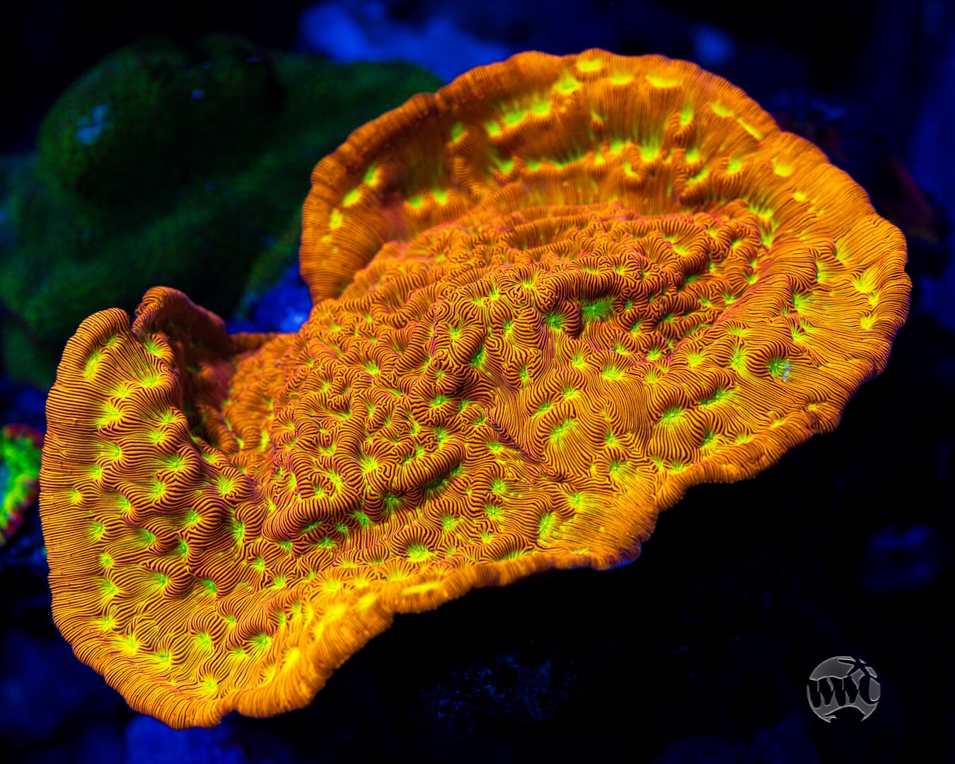 Jason Fox Jack-O-Lantern Leptoseris - Mother Colony