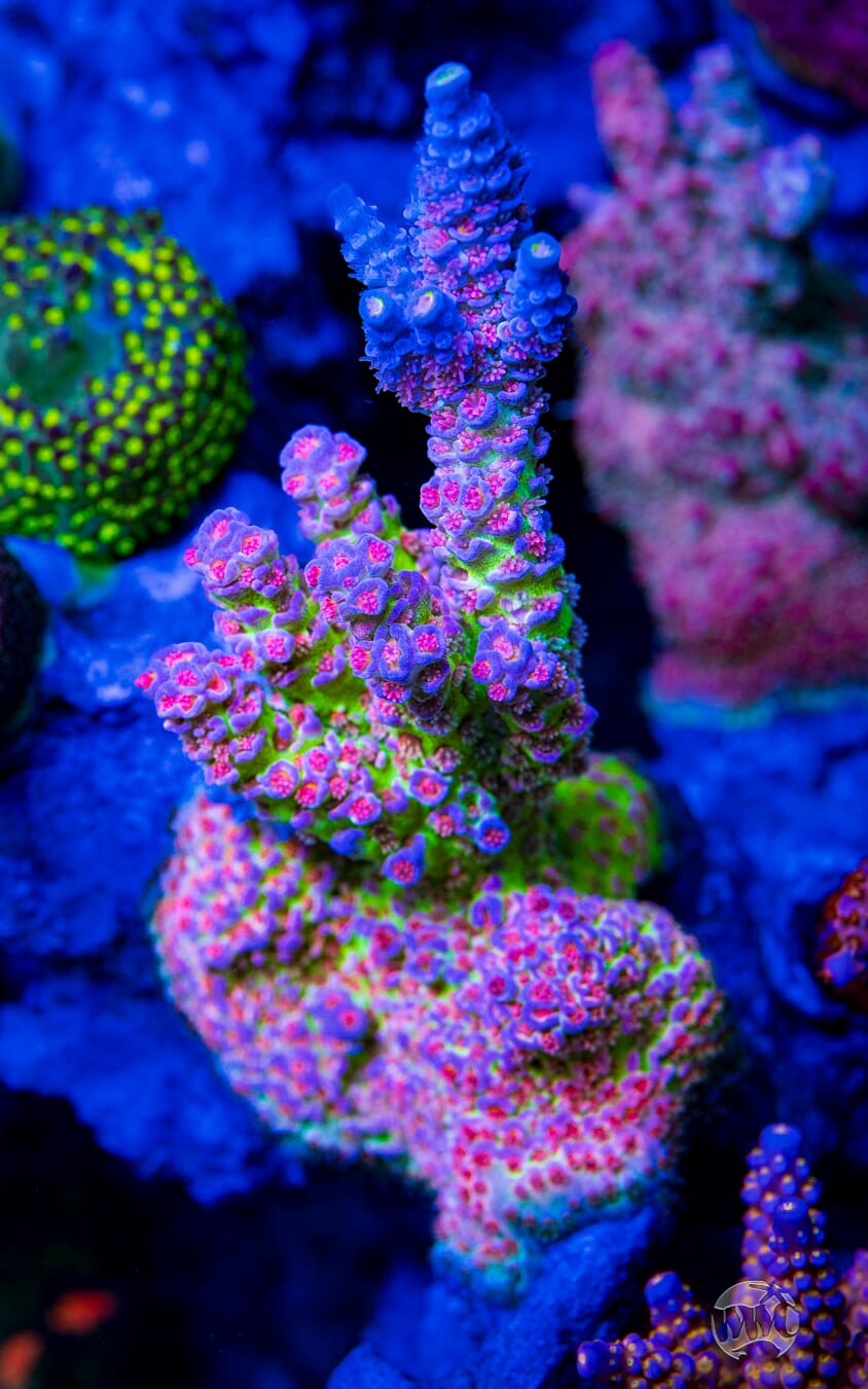 Jason Fox Jolt Acropora