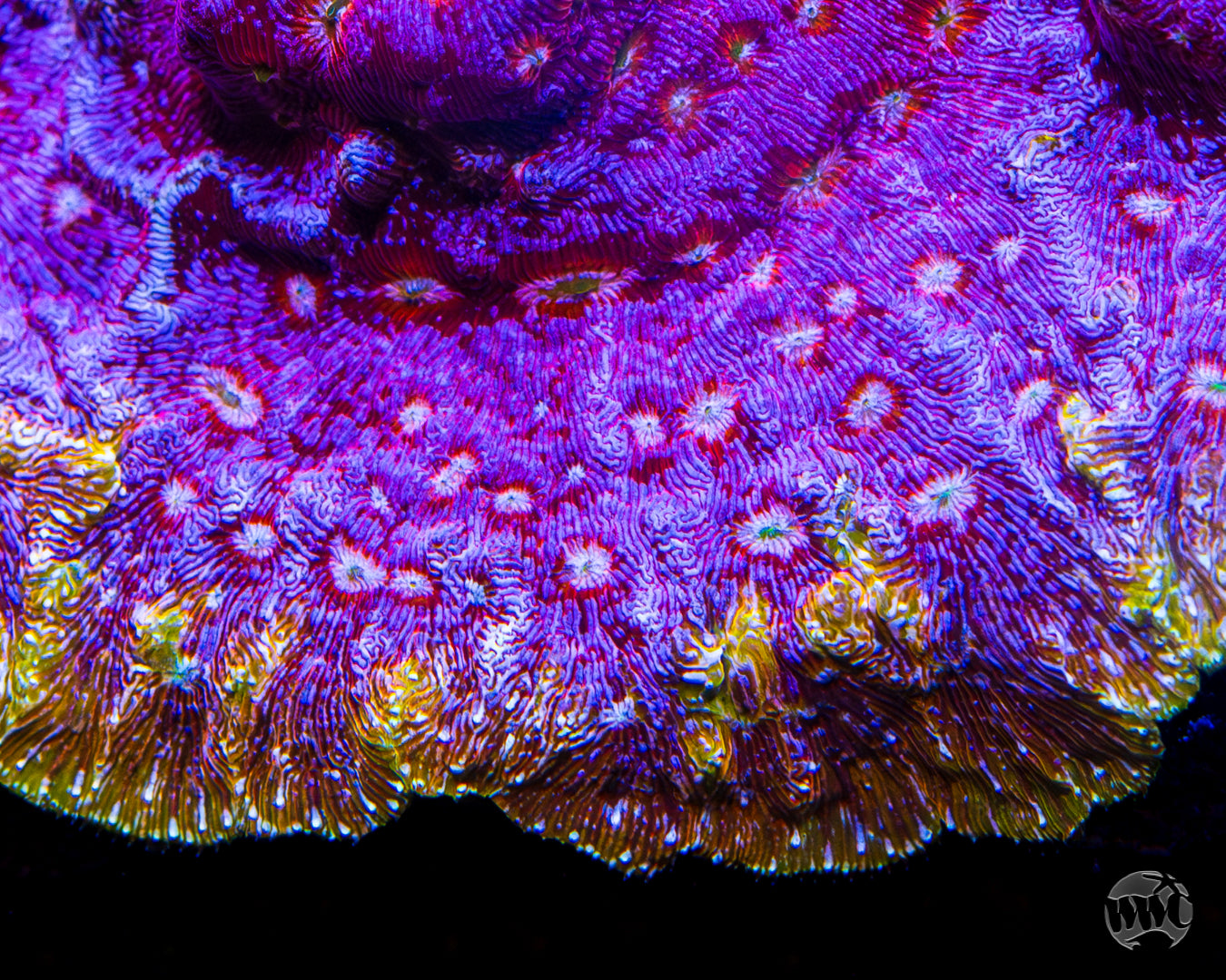 Jason Fox Klepto Leptoseris