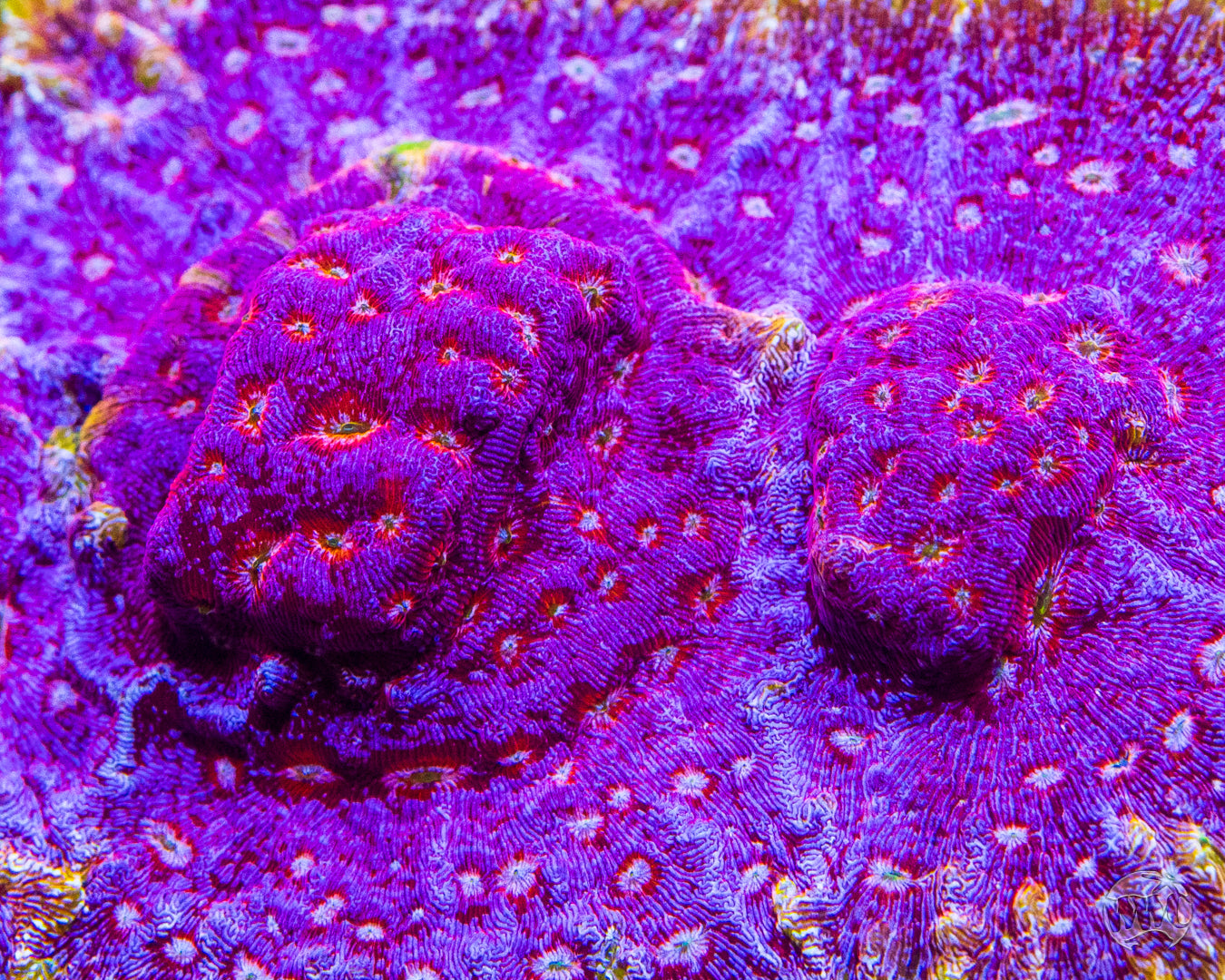 Jason Fox Klepto Leptoseris