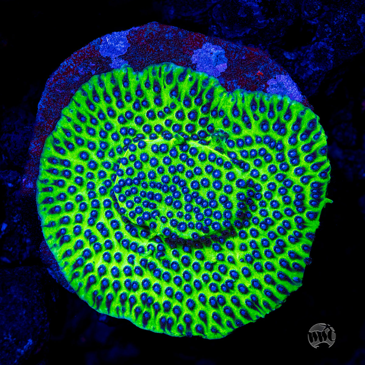 Jason Fox Master PPE Cyphastrea Coral