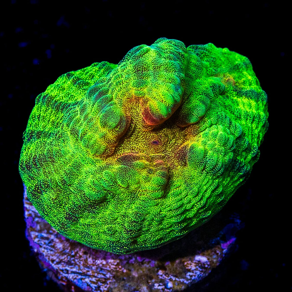 Jason Fox Nemesis Mycedium Chalice Coral
