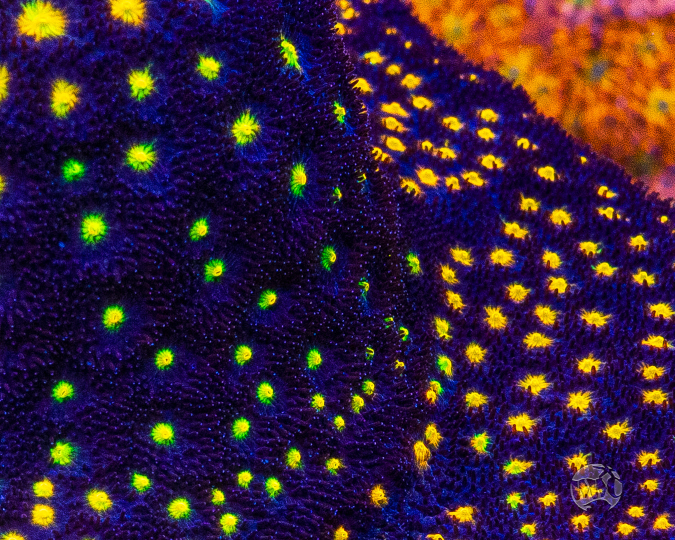 Jason Fox Outer Space Psammocora Coral
