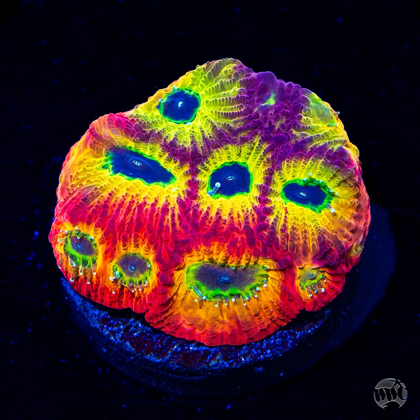 Jason Fox Sector 001 Favites Coral
