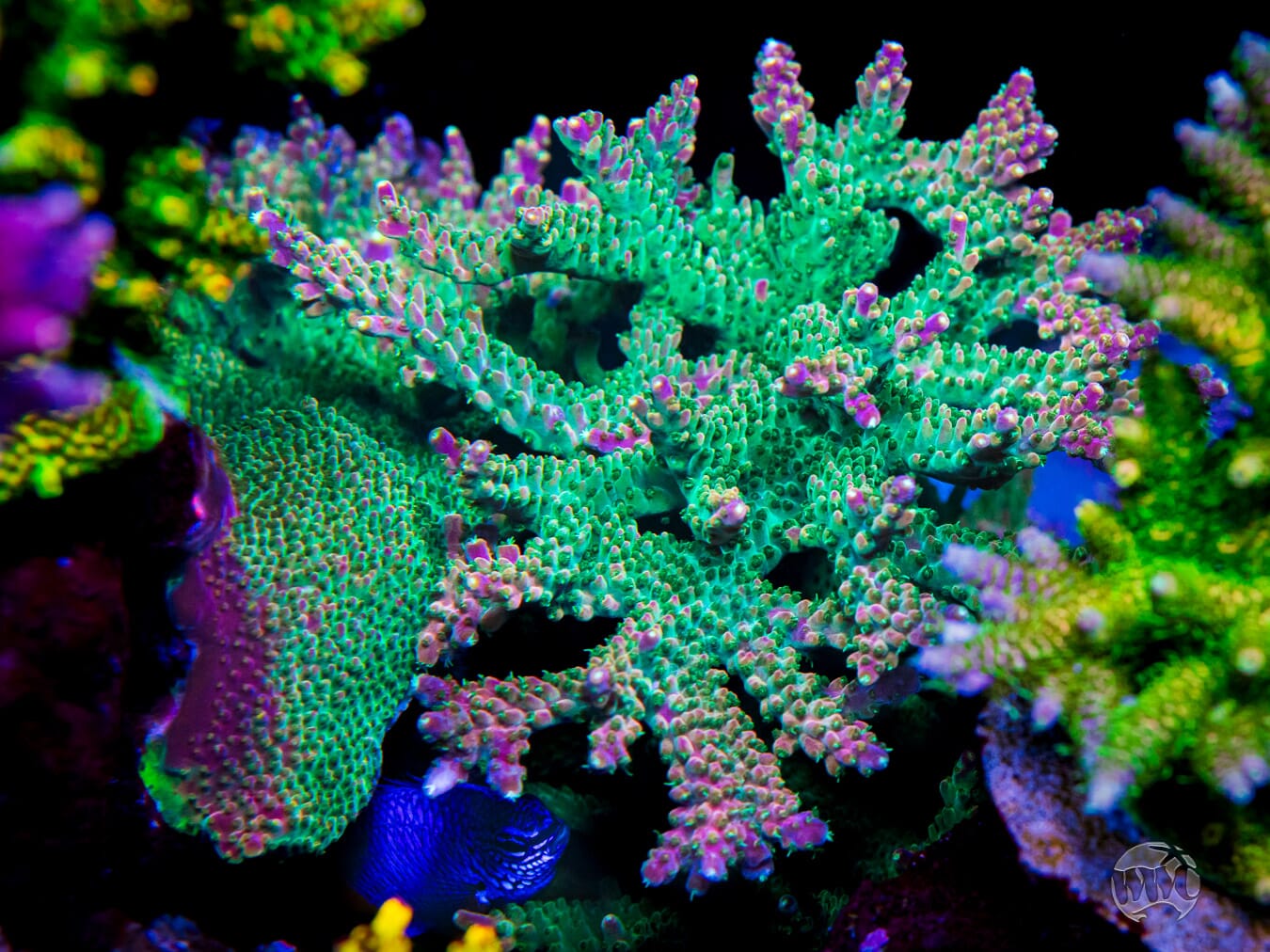 Jason Fox Shock Tart Acropora - Mother Colony Photo