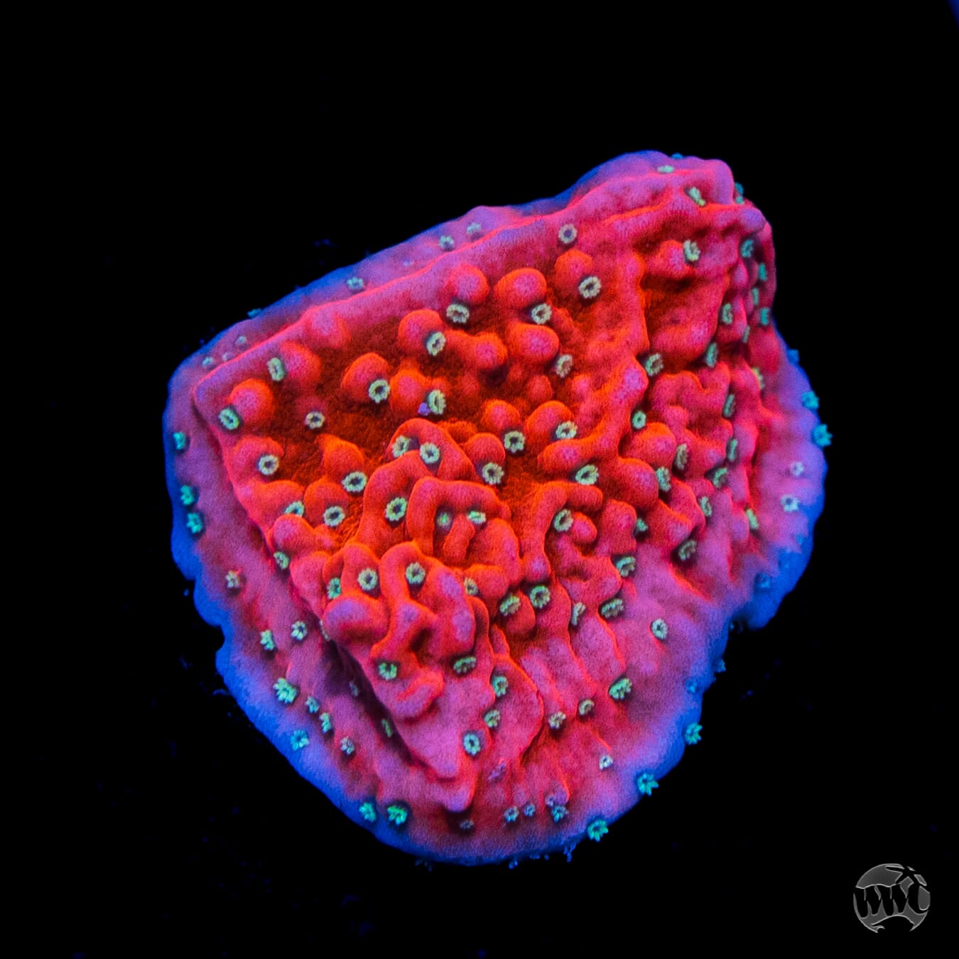 Jason Fox Snow Cap Montipora
