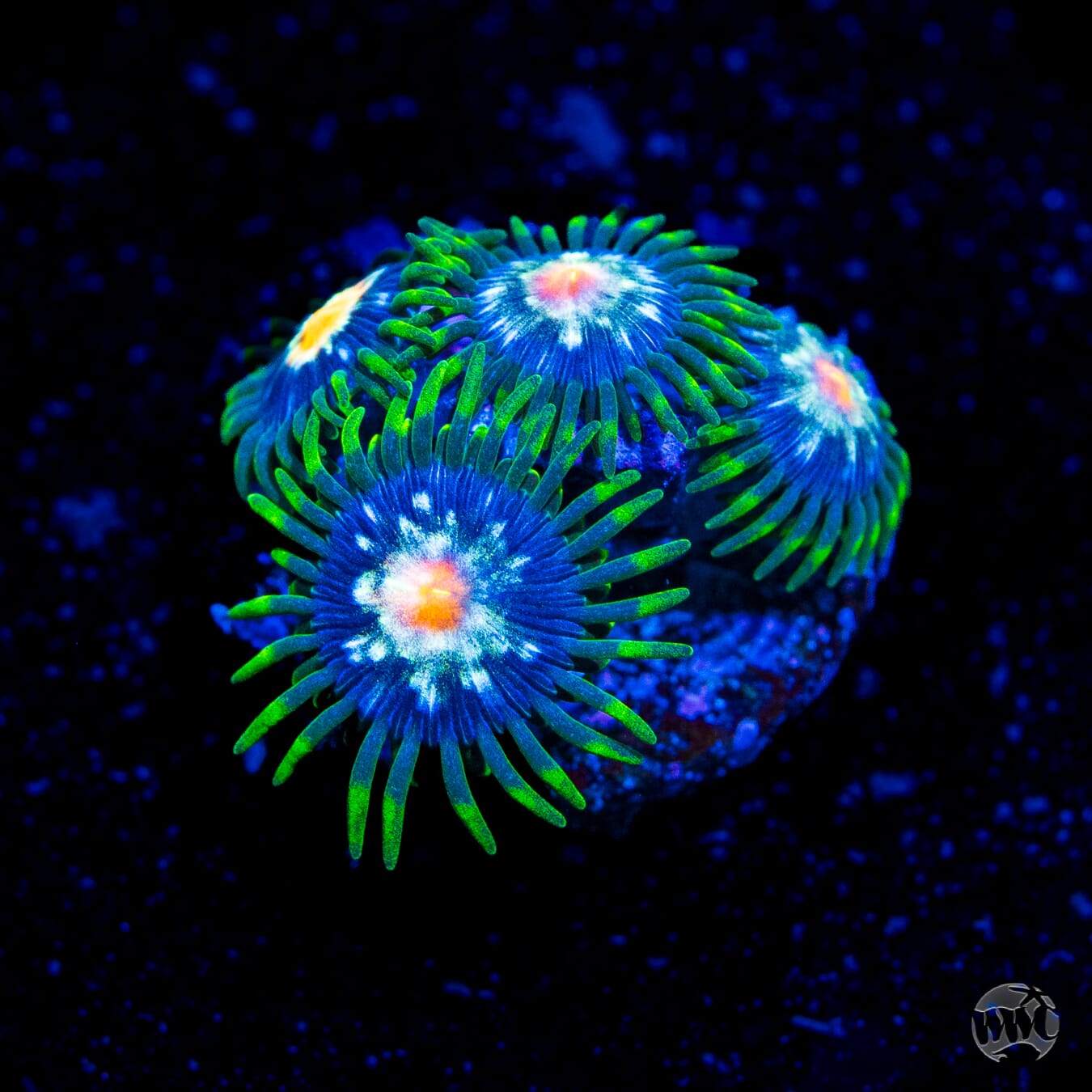 Jason Fox Stargazer Zoanthids
