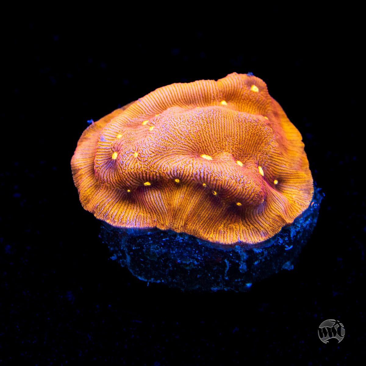 Jason Fox Sun God Leptoseris Coral