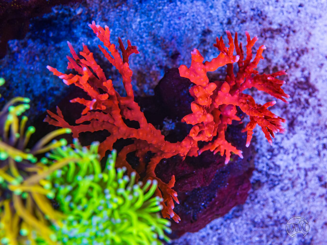 Jason Fox TNT Anacropora - Mother Colony Photo