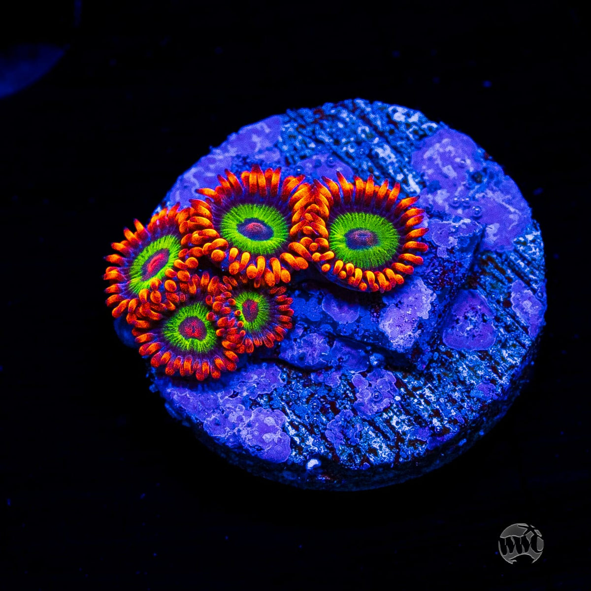 Jason Fox Vegas Strip Zoanthids
