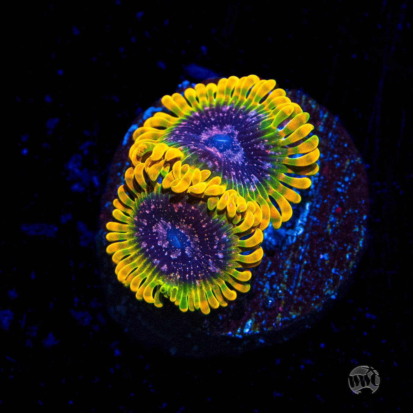 Jason Fox Acid Reflux Zoanthids