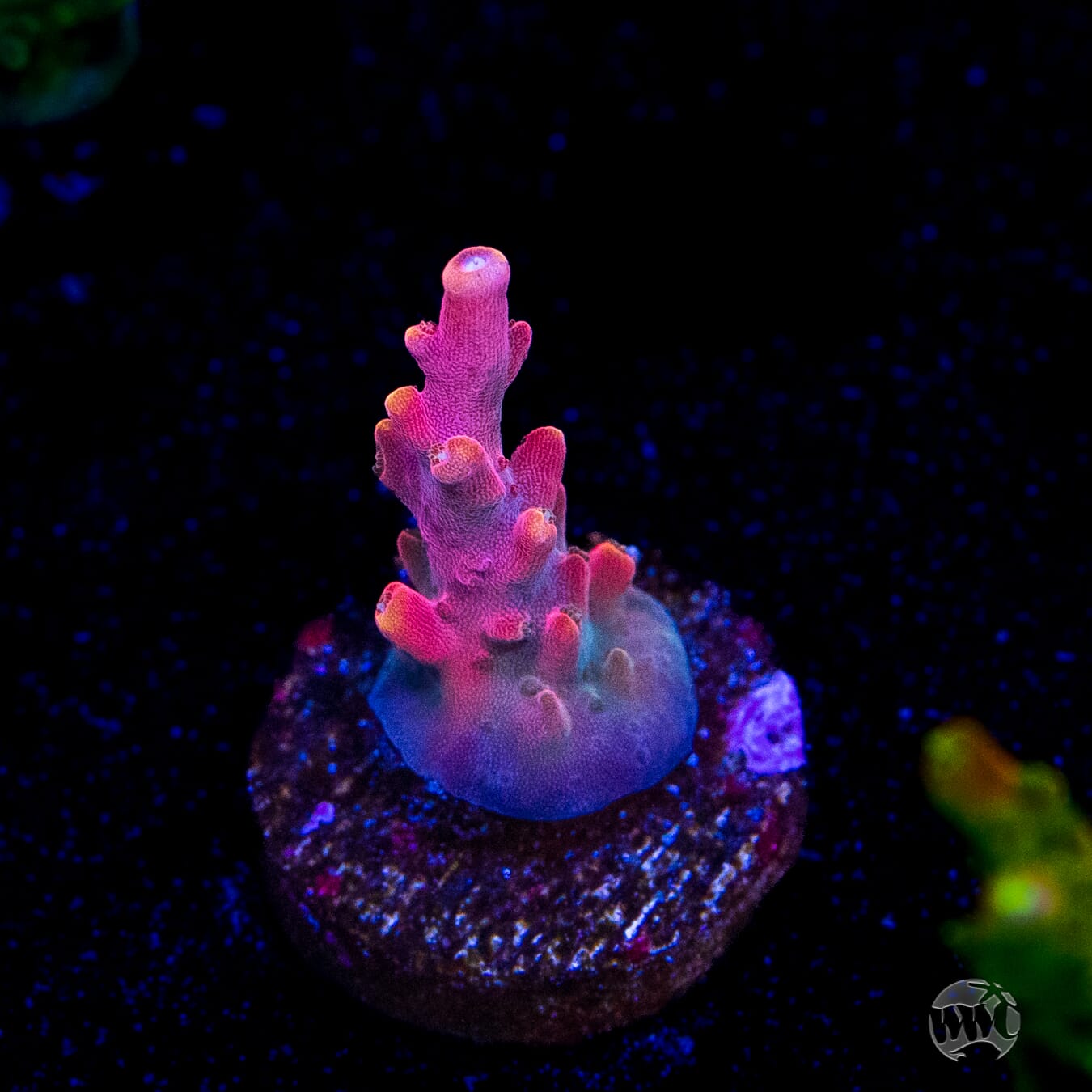 Jason Fox B33 Bomber Acropora