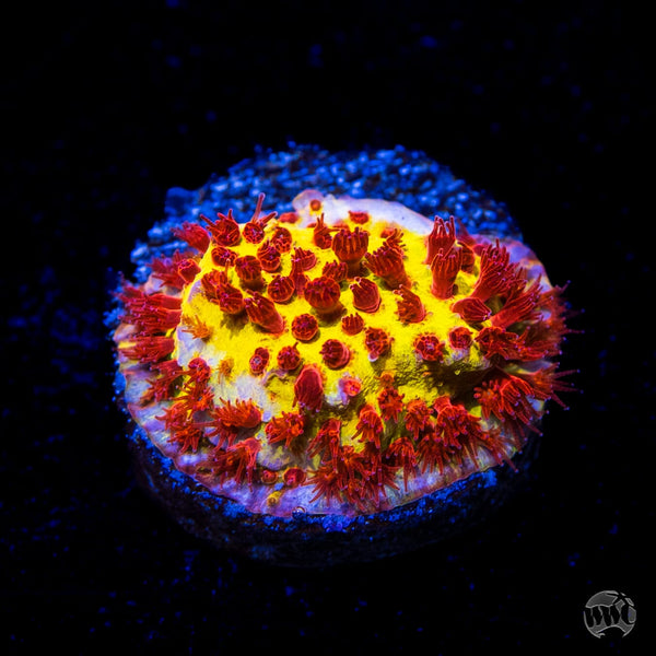 Jason Fox Burning Banana Stylocoeniella Coral