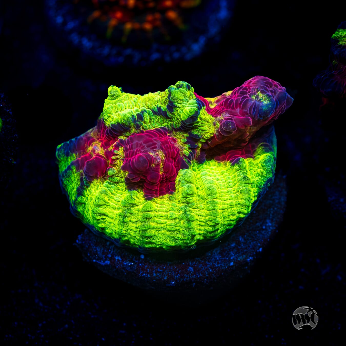 Jason Fox Chemical Reaction Chalice