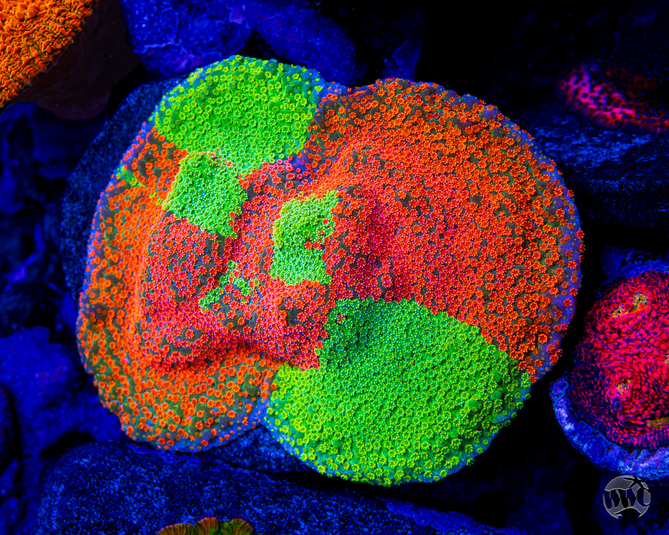 Jason Fox Dizzy Spell Montipora