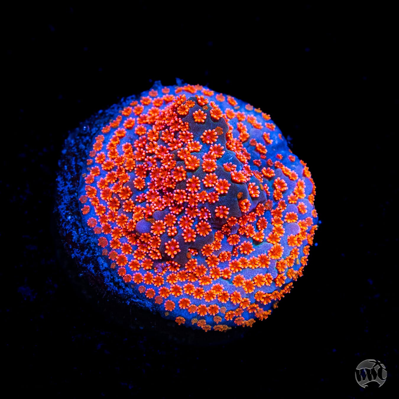 Jason Fox Dizzy Spell Montipora