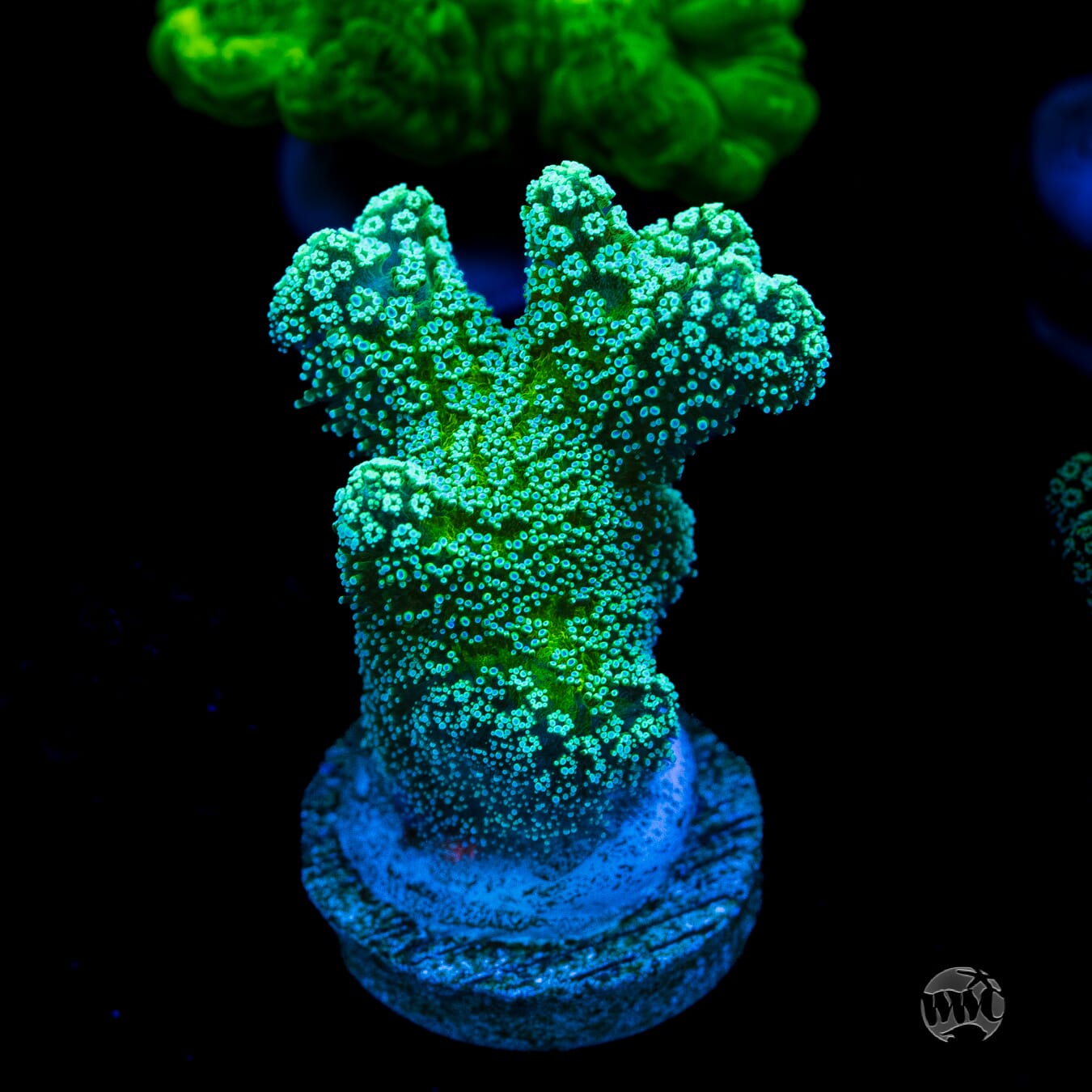 Jason Fox Enchanted Forest Birdsnest Coral